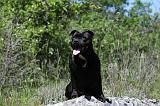STAFFIE 231
